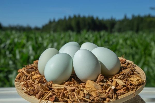 ホテルコンチネンタル府中が直営農場で生産するブランド卵「青玉」をオンラインで販売