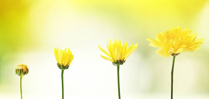 庭 財運 上がる 黄色やオレンジの花