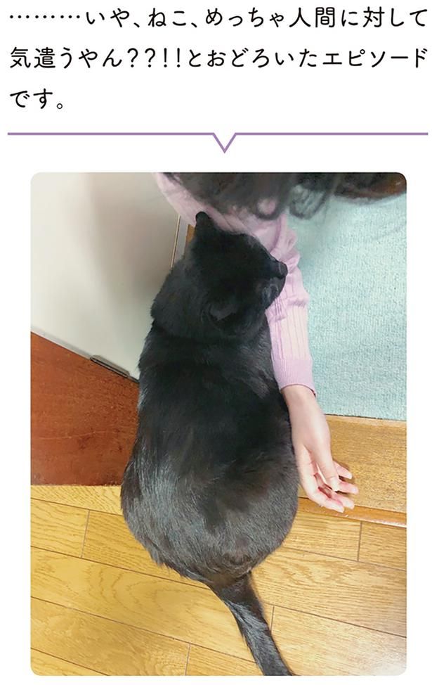 …いや、ねこ、めっちゃ人間に対して気遣うやん？？！！ （C）AKR／KADOKAWA