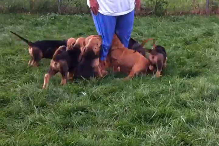 立っている女性の足元に集まってきたブラッドハウンドの子犬たち