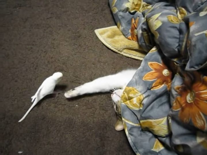 こたつから出ない猫、インコをチョイチョイする！