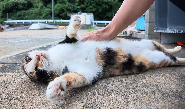 ヘソ天でナデナデされる猫