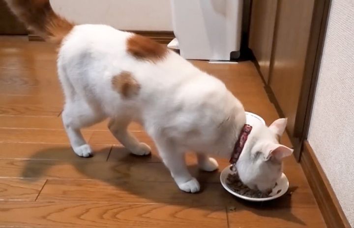 痩せ細った猫