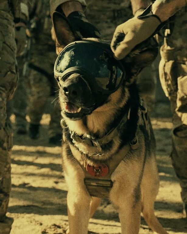 ゴーグルとドッグタグを身に着けた軍用偵察犬時代のオーディン [c]2026 Paramount Pictures. All Rights Reserved.