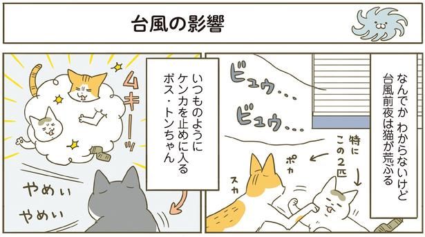 台風前夜は猫が荒ぶる （C）卵山玉子／KADOKAWA