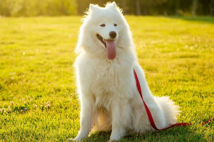 「ペットにしたい大型犬」ランキング！