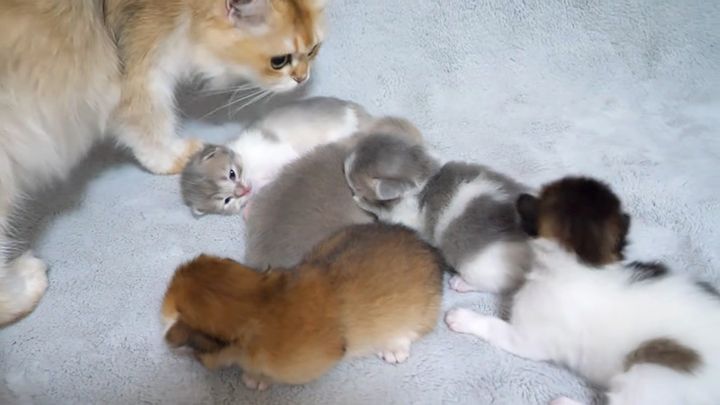 くっついて眠る子猫達