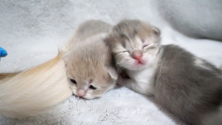 くっついて眠る子猫達