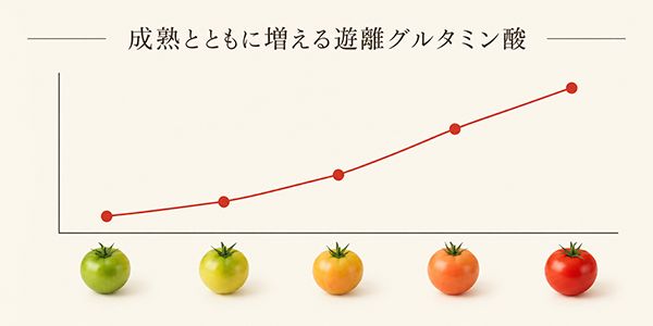 【福井県坂井市】三つ星農園より初摘みトマトだけでつくる500本限定「FIRST HARVEST 2026」登場