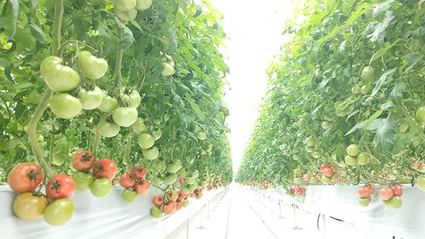 【福井県坂井市】三つ星農園より初摘みトマトだけでつくる500本限定「FIRST HARVEST 2026」登場