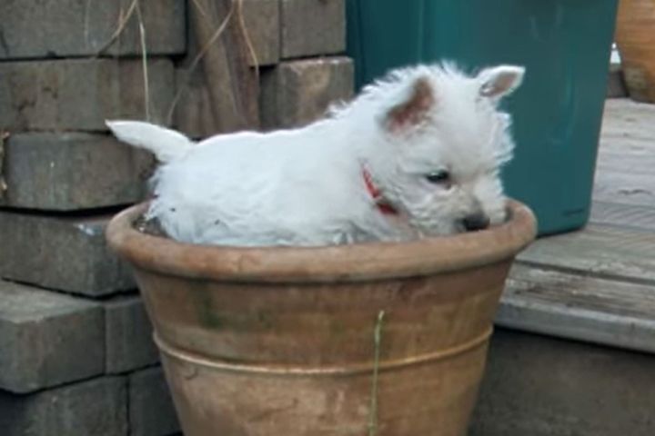 大きな植木鉢の中で土掘りに夢中なラフちゃん