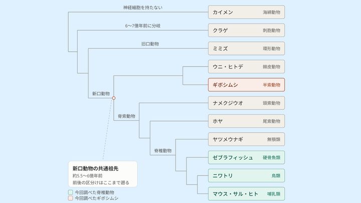 「2つの種」は5億年以上受け継がれてきた