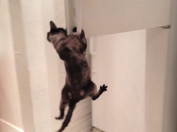 冷蔵庫を開ける猫、驚きの身体能力！