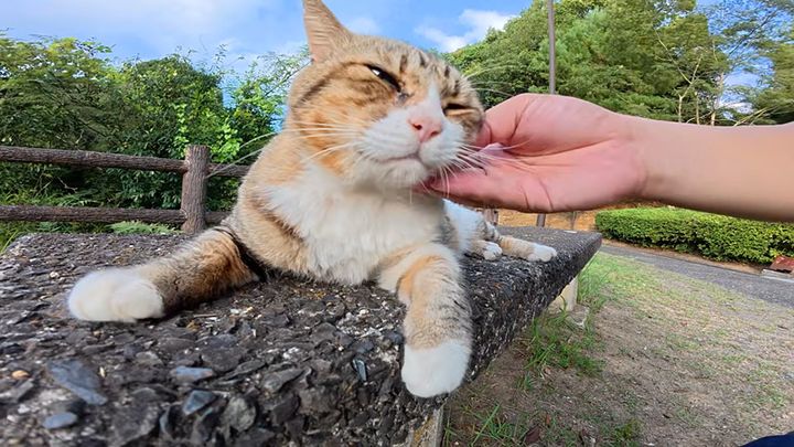 ナデナデを堪能する猫