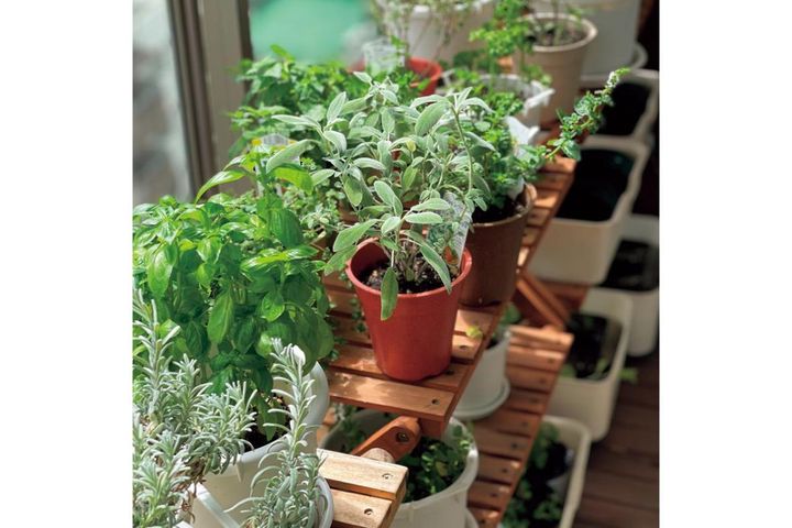 農薬不使用でも元気に育つ？10㎡のベランダ菜園で実感した害虫対策と摘芯・剪定のコツ