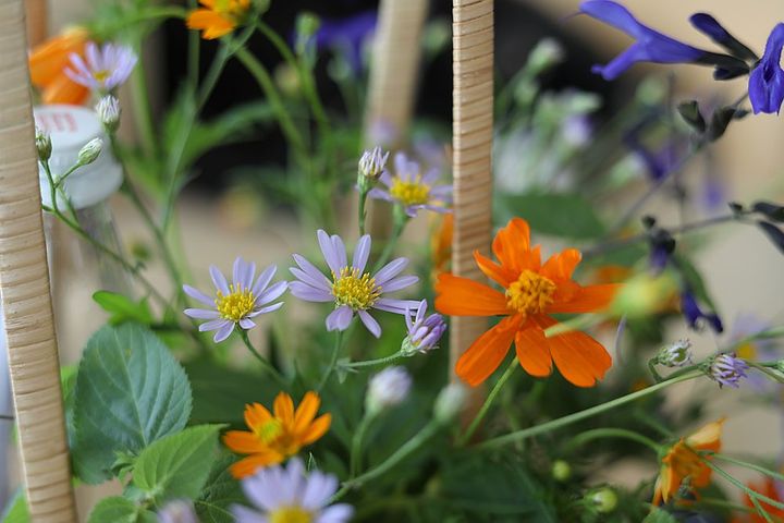 初秋の花