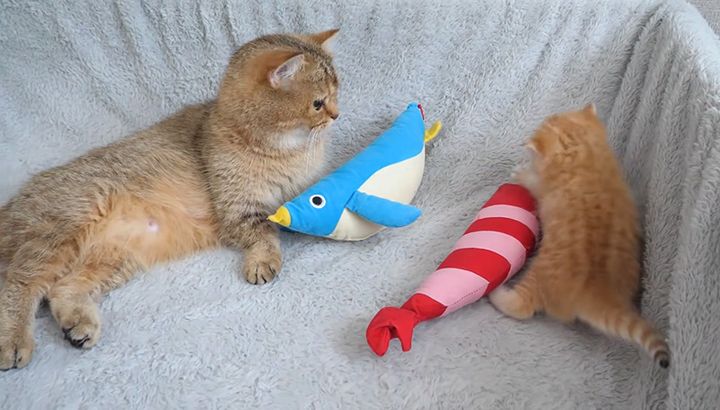 ママ猫を困らせる子猫