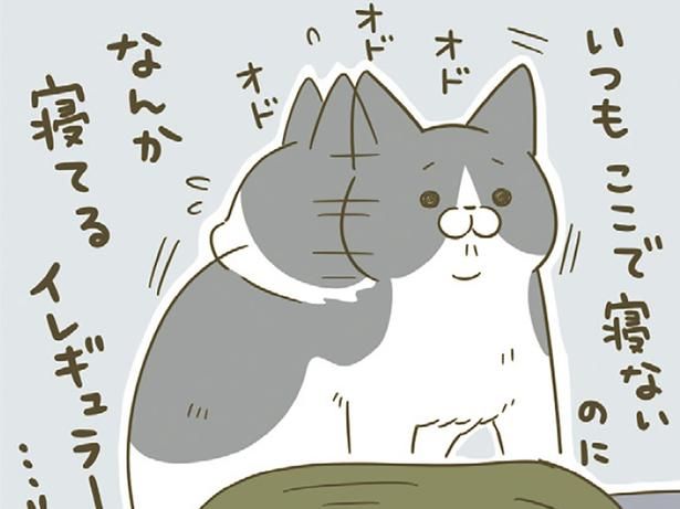 イレギュラーが発生したときの猫 （C）卵山玉子／KADOKAWA