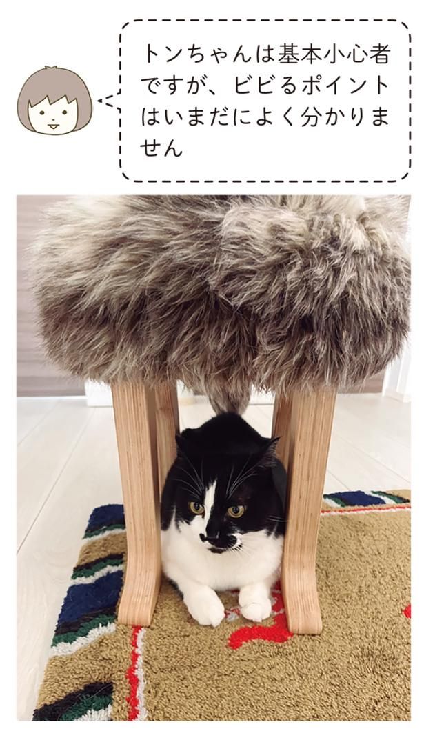 トンちゃんは基本小心者ですが （C）卵山玉子／KADOKAWA