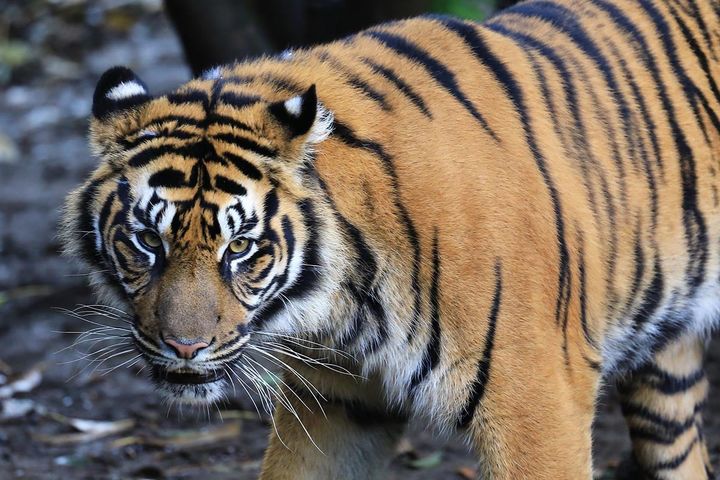 「世界最強の動物」ランキング！