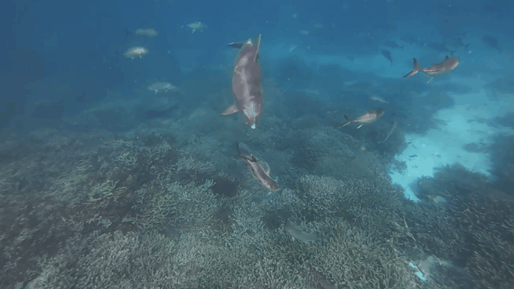 なぜ魚の「ゲロ狩り」をするのか？