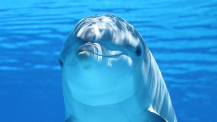 「ゲロ狩り」はバブルスだけの秘伝なのか？