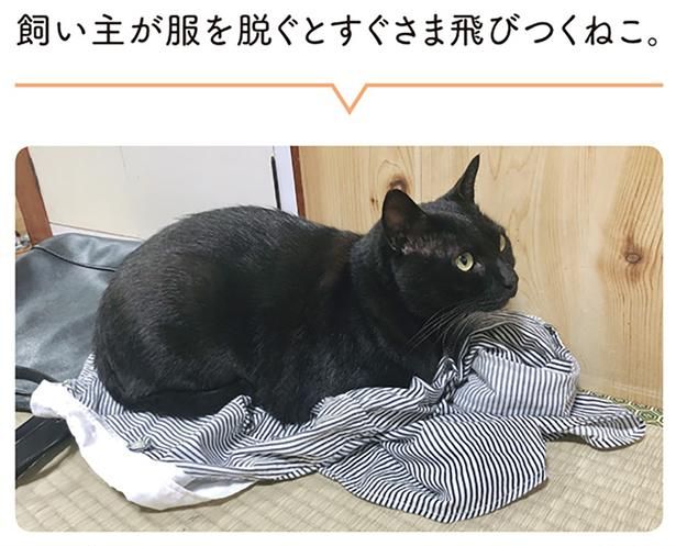 飼い主が服を脱ぐとすぐさま飛びつくねこ （C）AKR／KADOKAWA
