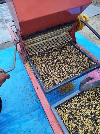 【岡山県倉敷市】桃農家「なんば農園」が自社栽培の白桃と米でつくる「白桃甘酒」のクラファンを開始！
