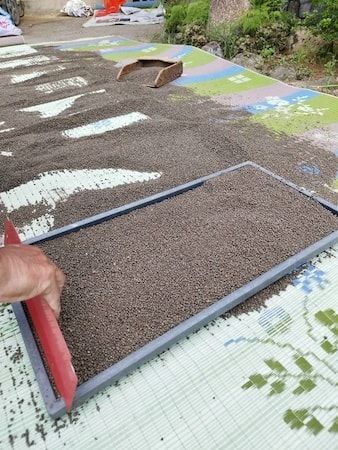 【岡山県倉敷市】桃農家「なんば農園」が自社栽培の白桃と米でつくる「白桃甘酒」のクラファンを開始！