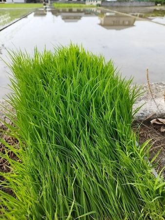 【岡山県倉敷市】桃農家「なんば農園」が自社栽培の白桃と米でつくる「白桃甘酒」のクラファンを開始！