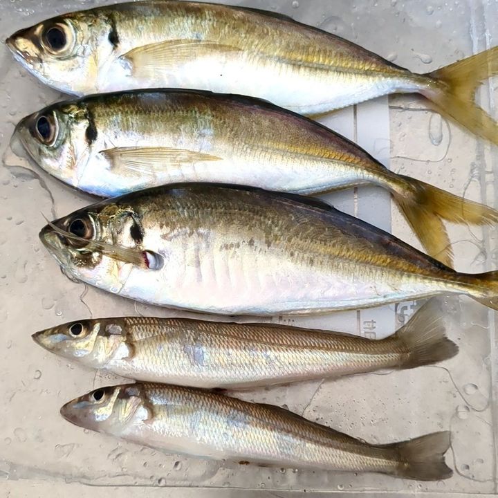 4. 釣果です！