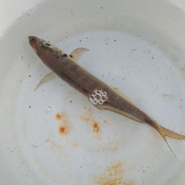 2. アジが釣れました！