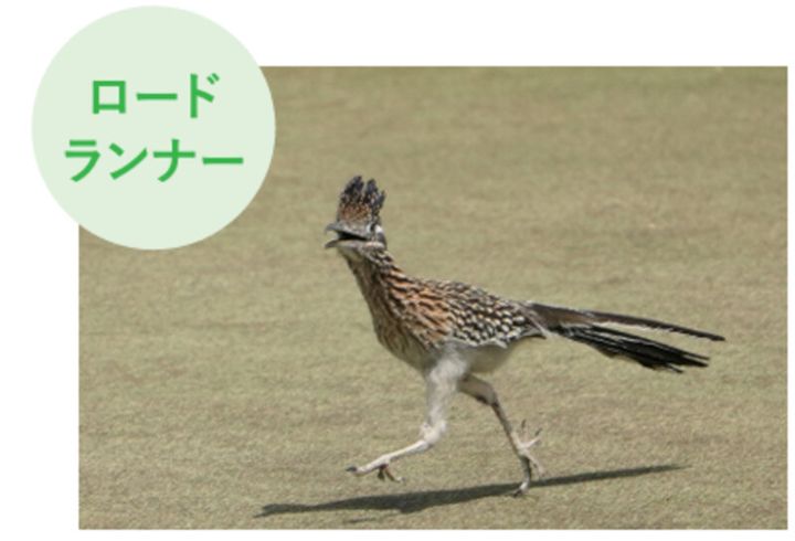 ゴルフ場に毒ヘビが出没⁉池にはワニ⁉米ツアー会場がカオスだった