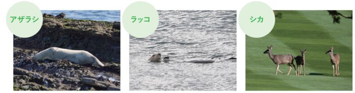 ゴルフ場に毒ヘビが出没⁉池にはワニ⁉米ツアー会場がカオスだった