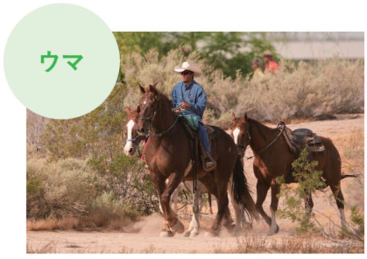 ゴルフ場に毒ヘビが出没⁉池にはワニ⁉米ツアー会場がカオスだった