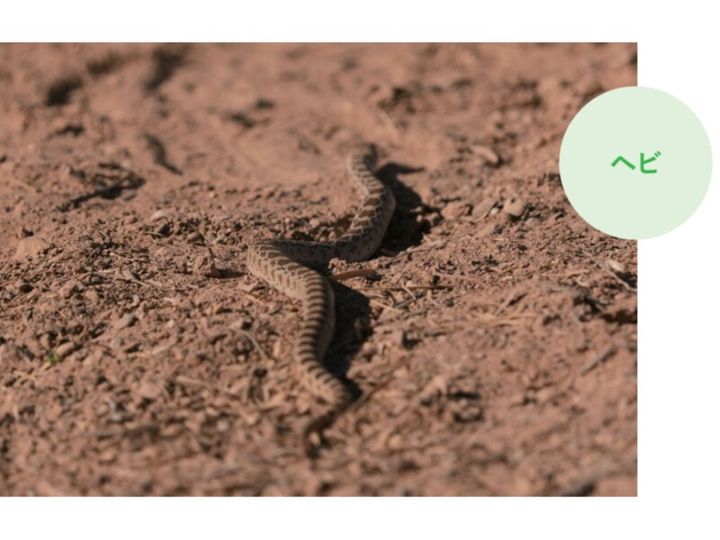 ゴルフ場に毒ヘビが出没⁉池にはワニ⁉米ツアー会場がカオスだった