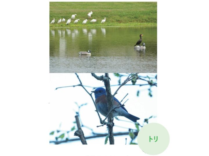 ゴルフ場に毒ヘビが出没⁉池にはワニ⁉米ツアー会場がカオスだった
