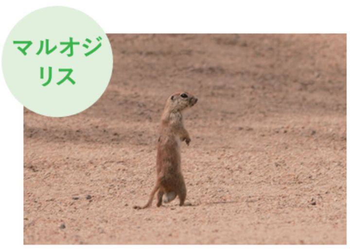 ゴルフ場に毒ヘビが出没⁉池にはワニ⁉米ツアー会場がカオスだった