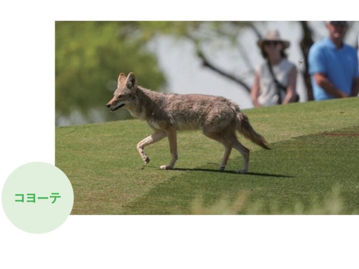 ゴルフ場に毒ヘビが出没⁉池にはワニ⁉米ツアー会場がカオスだった