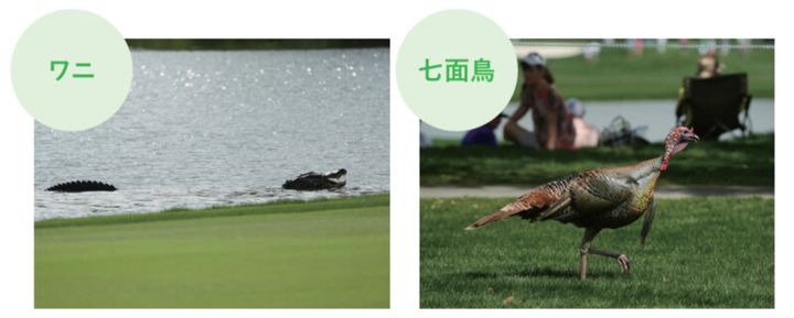 ゴルフ場に毒ヘビが出没⁉池にはワニ⁉米ツアー会場がカオスだった