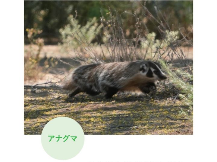 ゴルフ場に毒ヘビが出没⁉池にはワニ⁉米ツアー会場がカオスだった