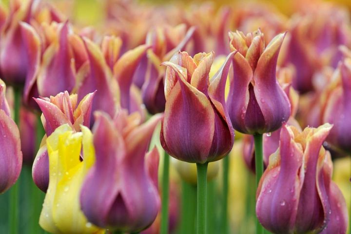 【チューリップの球根】春に長く咲かせる品種選びと植え方のコツ