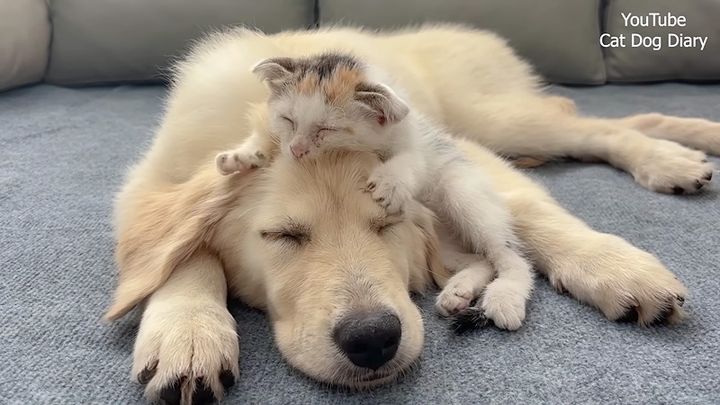 犬の頭をフミフミする子猫