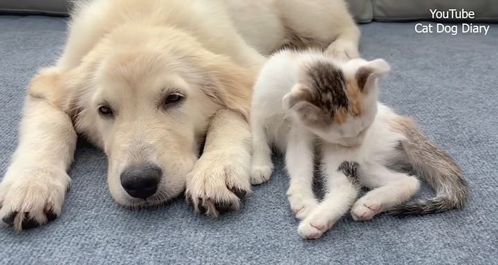 犬が大好きな子猫