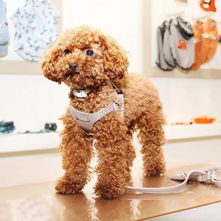 ペッツファースト吉祥寺本店に、プパキオッティのハーネスなどが登場！キャンペーンも