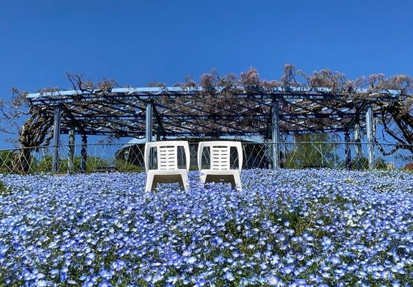 抽選で豪華賞品が当たる「花園巡礼2026 秋 デジタルスタンプラリー 」開催！