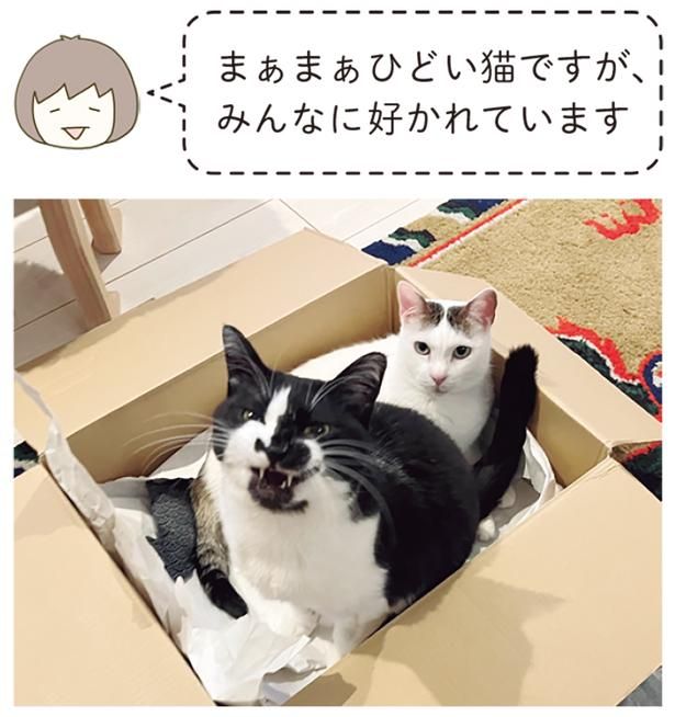 まぁまぁひどい猫ですが （C）卵山玉子／KADOKAWA
