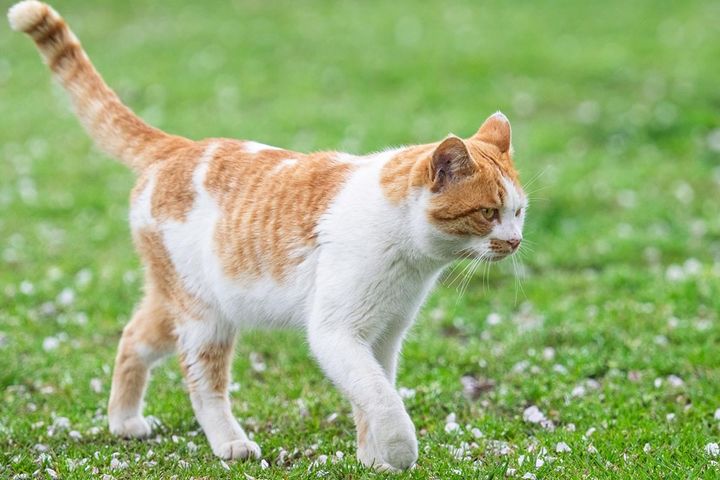 「猫の種類」人気ランキング！