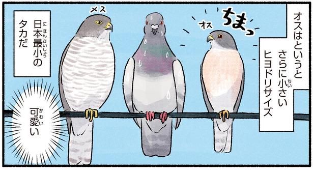 日本最少のタカだ （C）piro piro piccolo／KADOKAWA