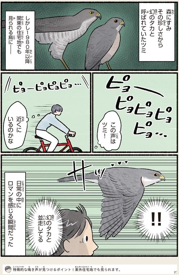 関東の住宅地でも見られる鳥に （C）piro piro piccolo／KADOKAWA